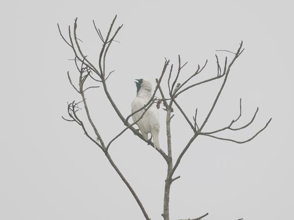 Naaktkeelklokvogel (Procnias nudicollis)